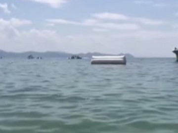 Clip: Cá heo làm 4 người tắm biển ở Nhật Bản bị thương