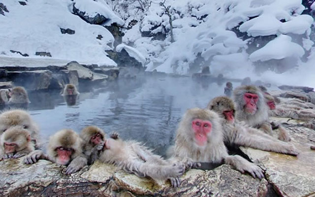 Công viên khỉ Jigoku Dani: Địa điểm du lịch Nhật Bản cực HOT