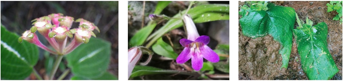 3 loài thực vật mới được phát hiện ở hang động miền Bắc Việt Nam. Ảnh: Viện H